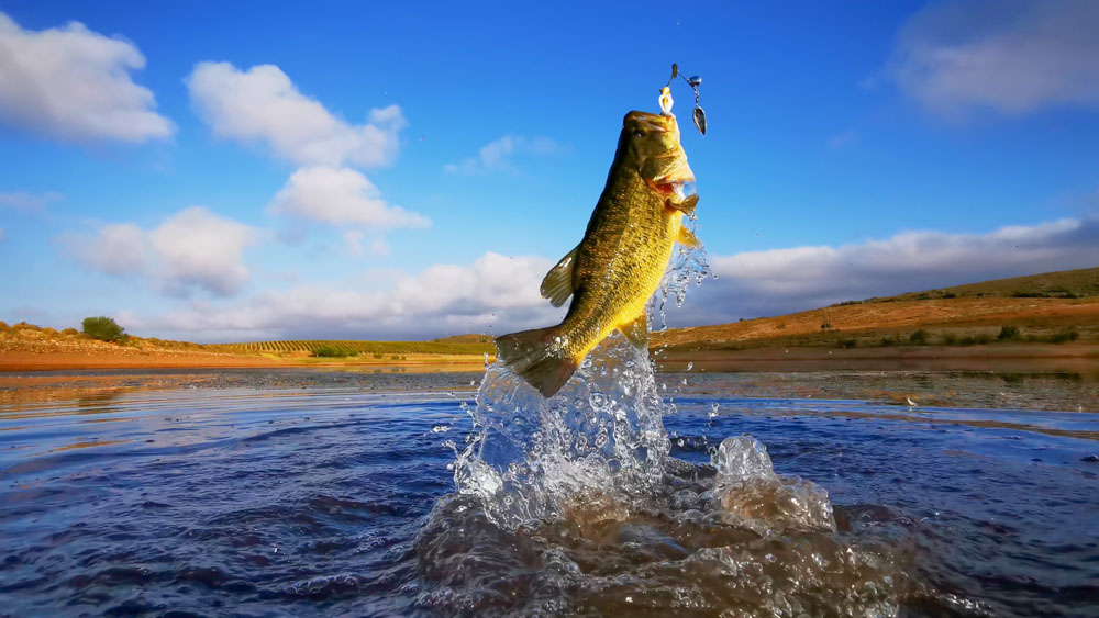 Fish leaping out of water with lure