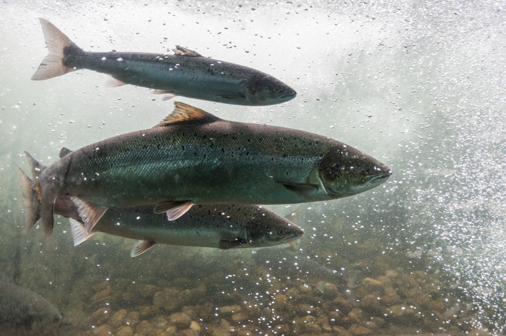 Salmon swimming underwater in a river.