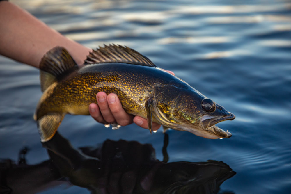 Hand holding a walleye over water